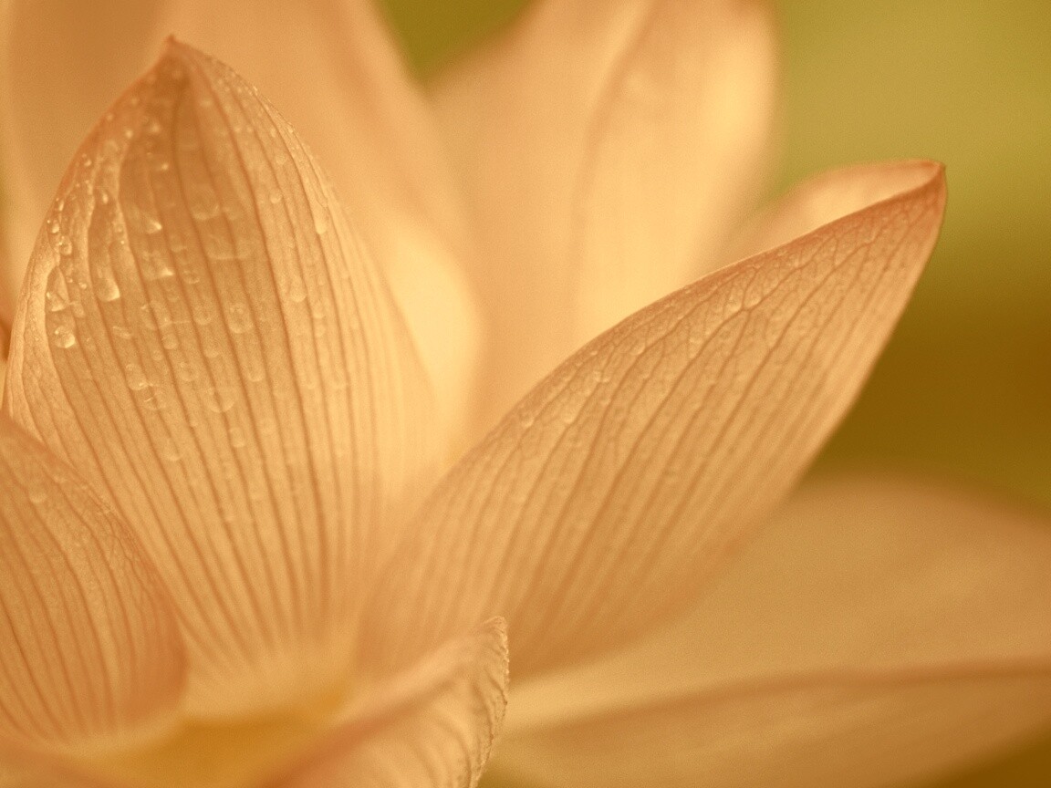 Лепестки цветов обои