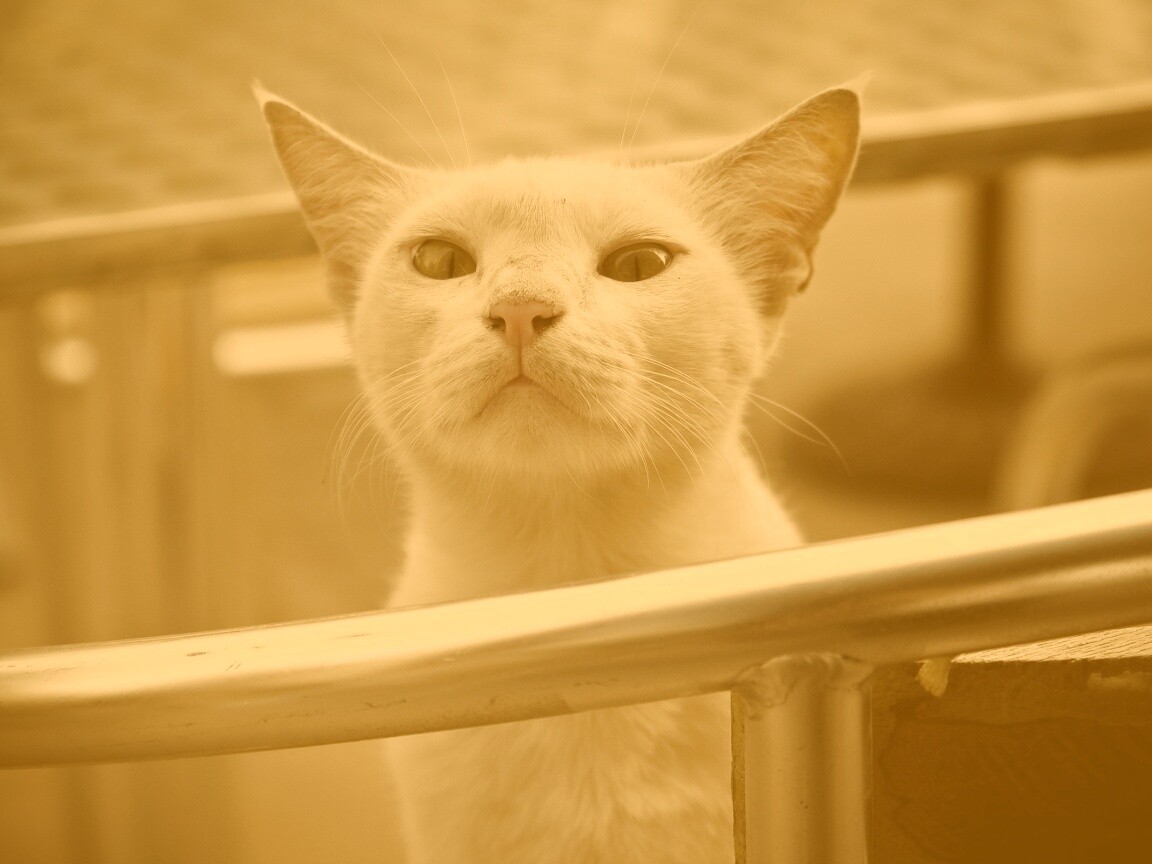 Настороженно принюхивающийся кот обои