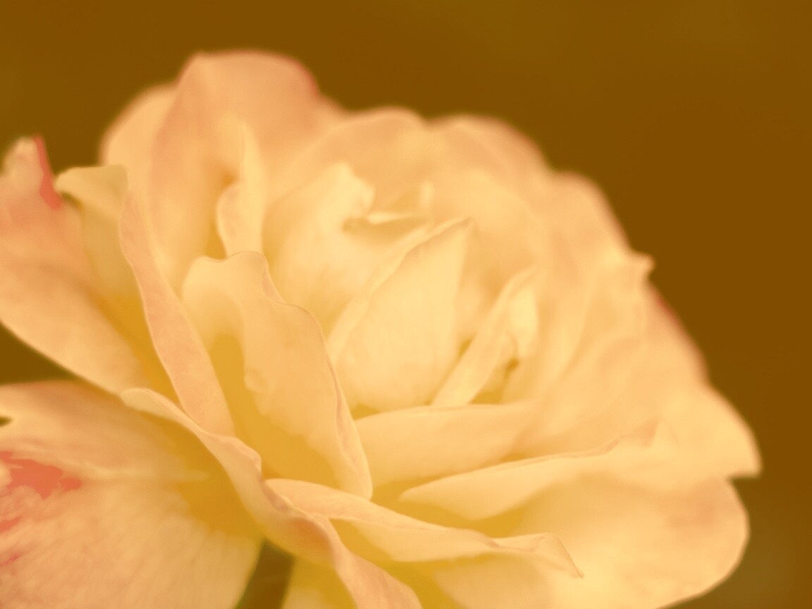 Картинка с нежным розовым цветком обои