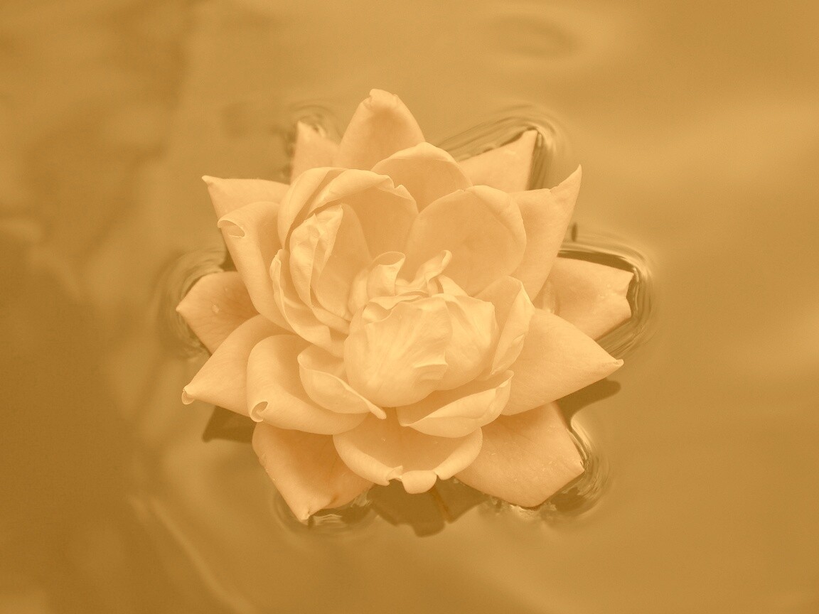 Красивый цветок на воде обои