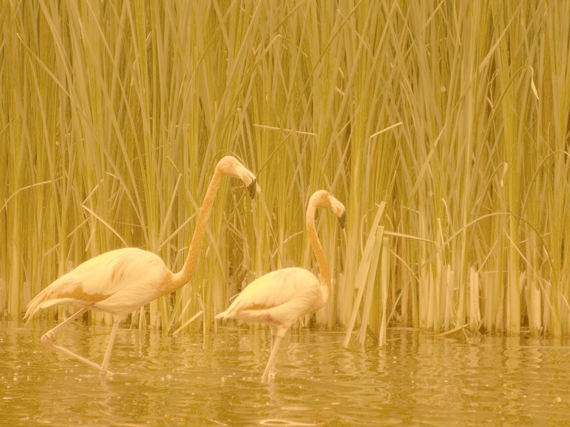 Красивые розовые фламинго на озере обои