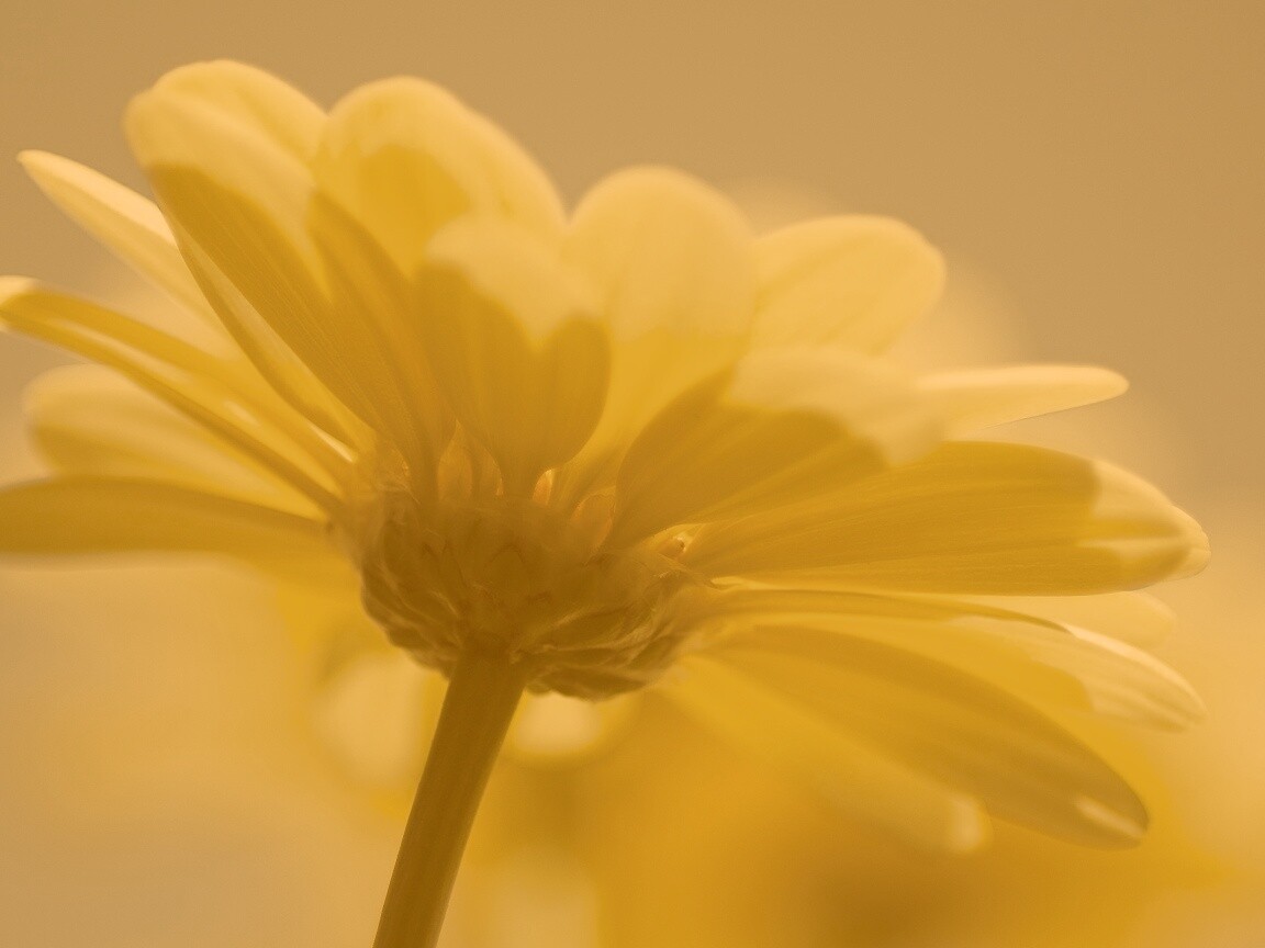 Макро-фото желтого цветка обои
