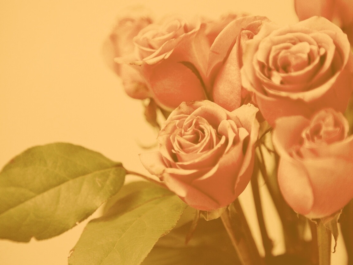 Букет розовых роз обои