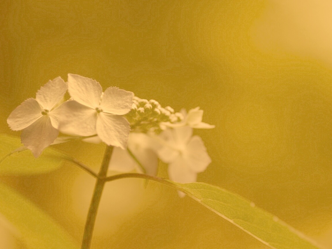 Нежно-синие цветы обои