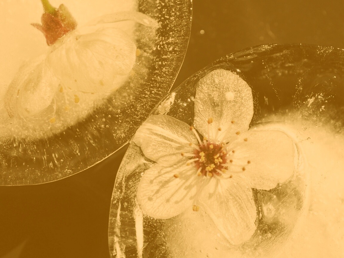 Цветы вишни во льду обои