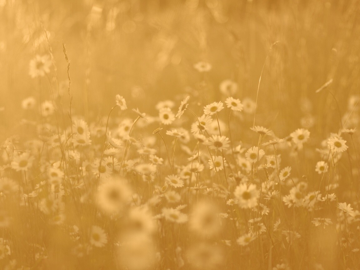 Поле ромашек обои