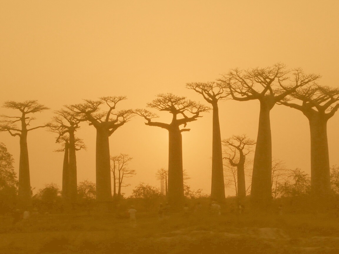 Баобабы на закате обои