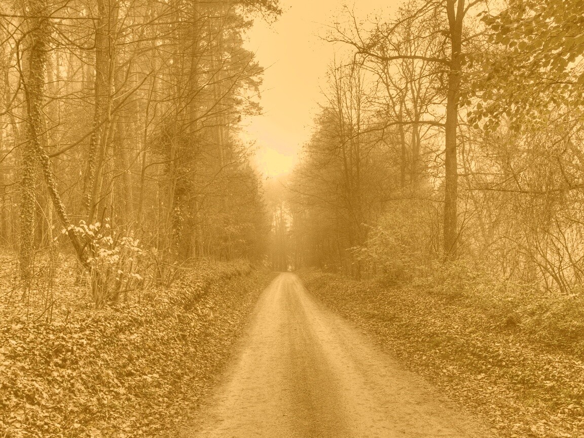 Лесная дорога обои