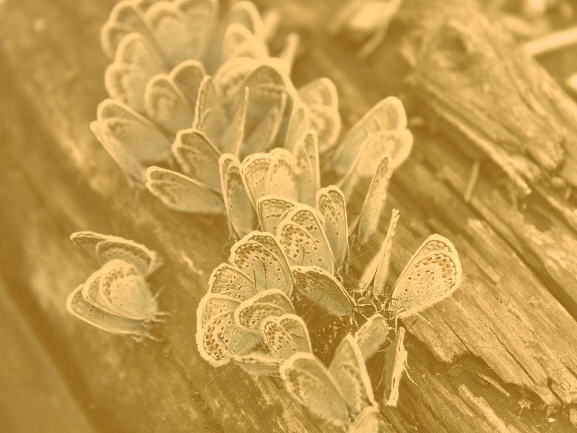 Голубые бабочки обои