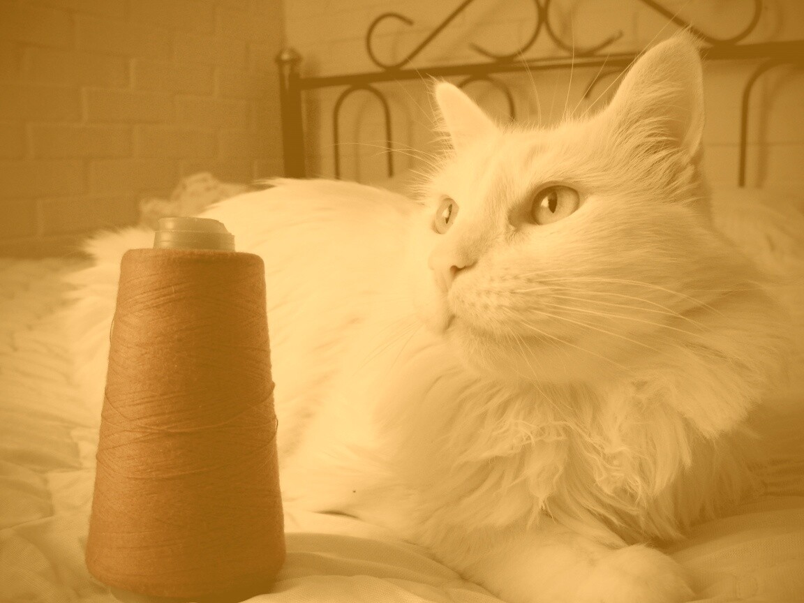 Белый кот с катушкой ниток обои