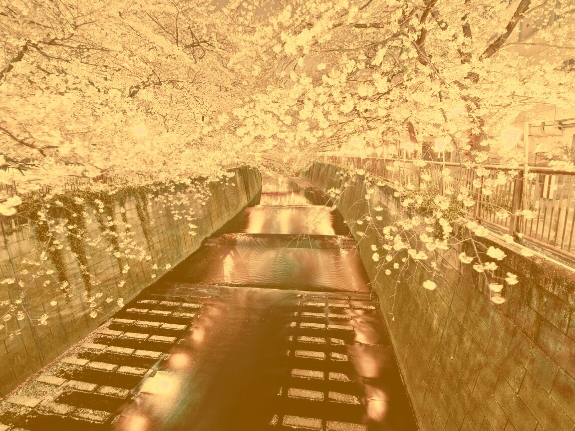 Река и цветение сакуры обои