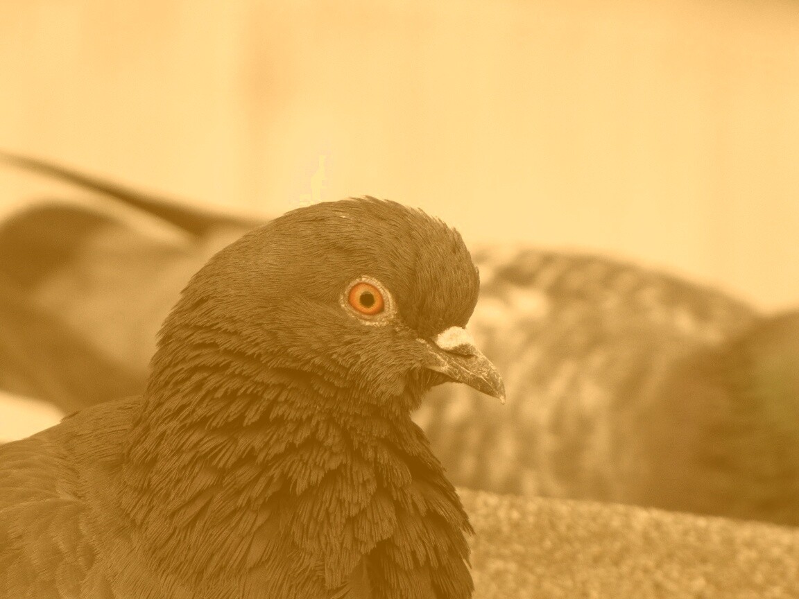 Смотрит в самую душу обои