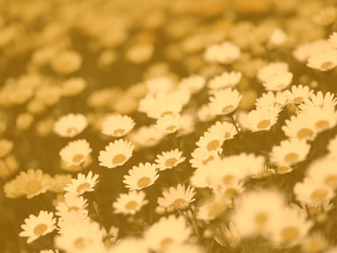 Ромашковое поле обои