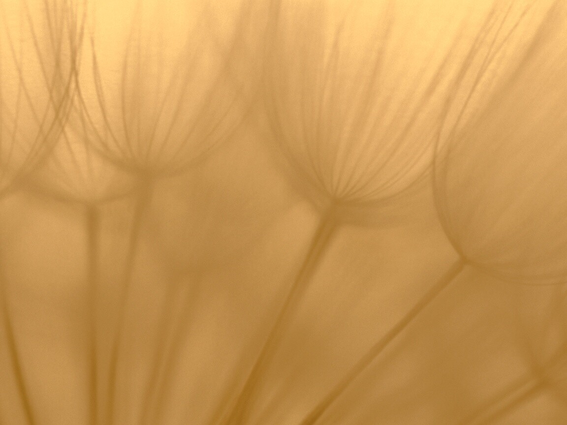 Рисунок одуванчика обои