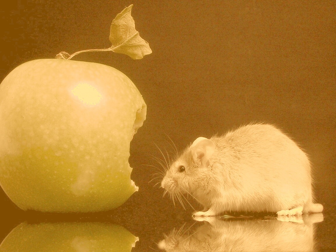 Мышь надкусила яблоко обои
