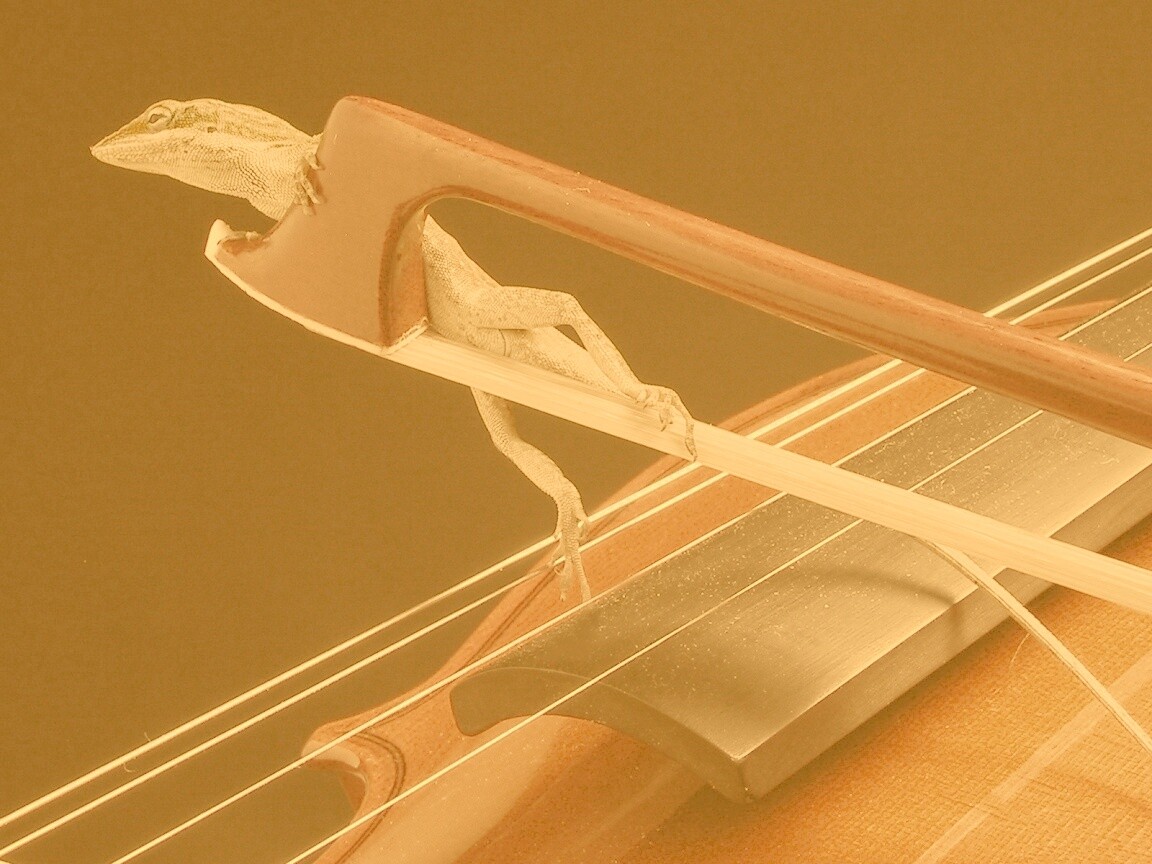 Ящерка на виолончели обои