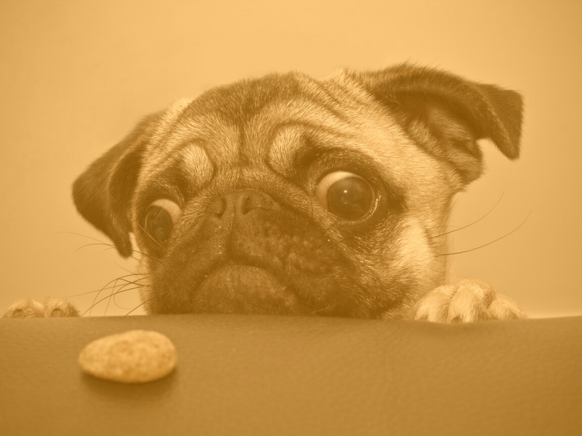 Собака нашла печеньку обои
