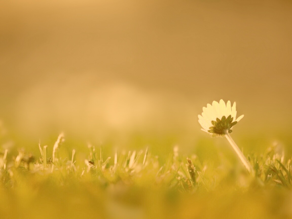 Цветок на траве обои