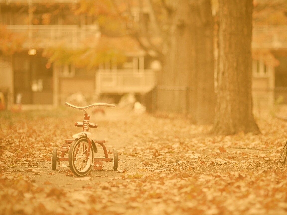 Трёхколёсный друг на осенней дорожке обои