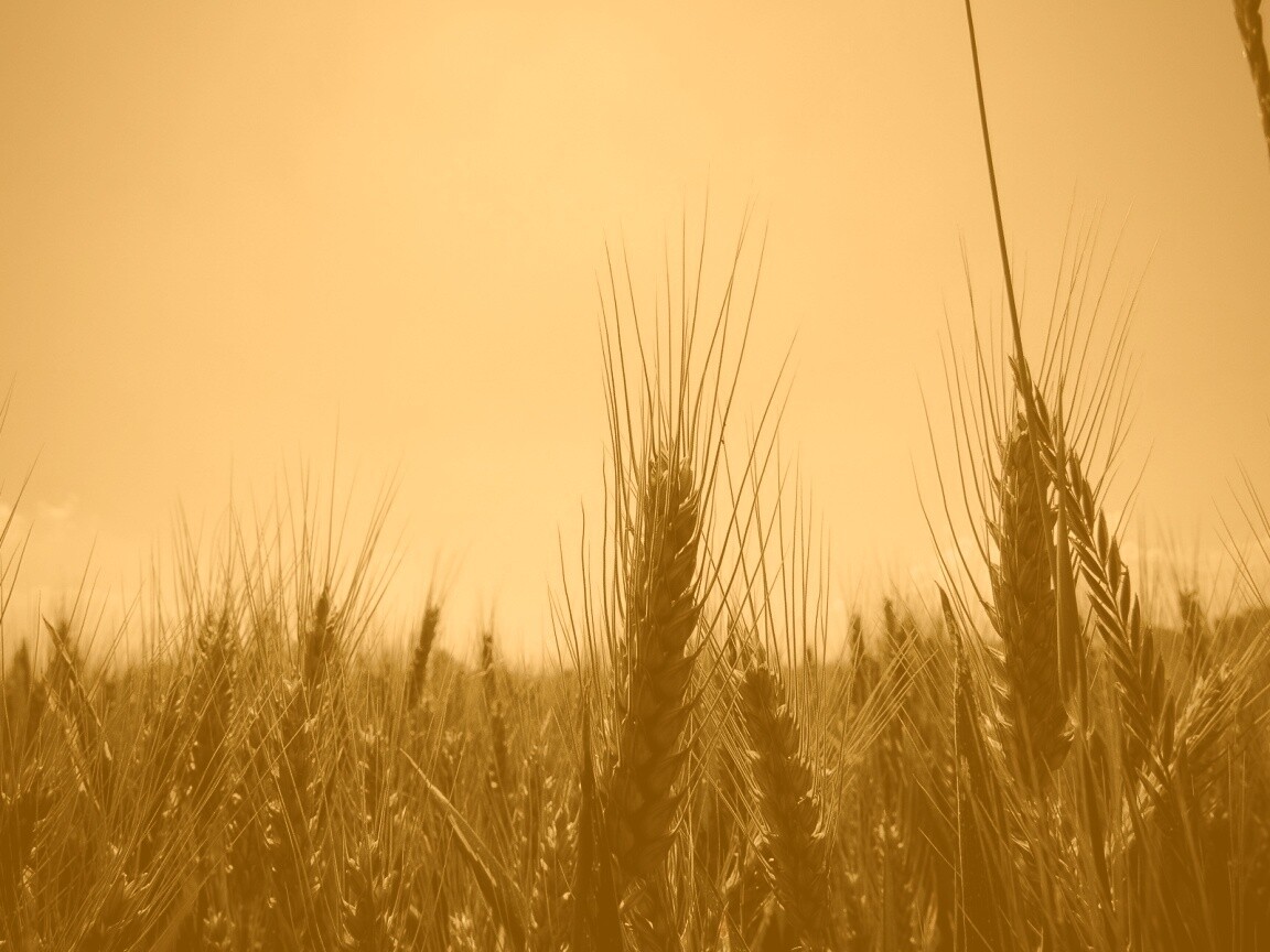 Колосья в поле обои