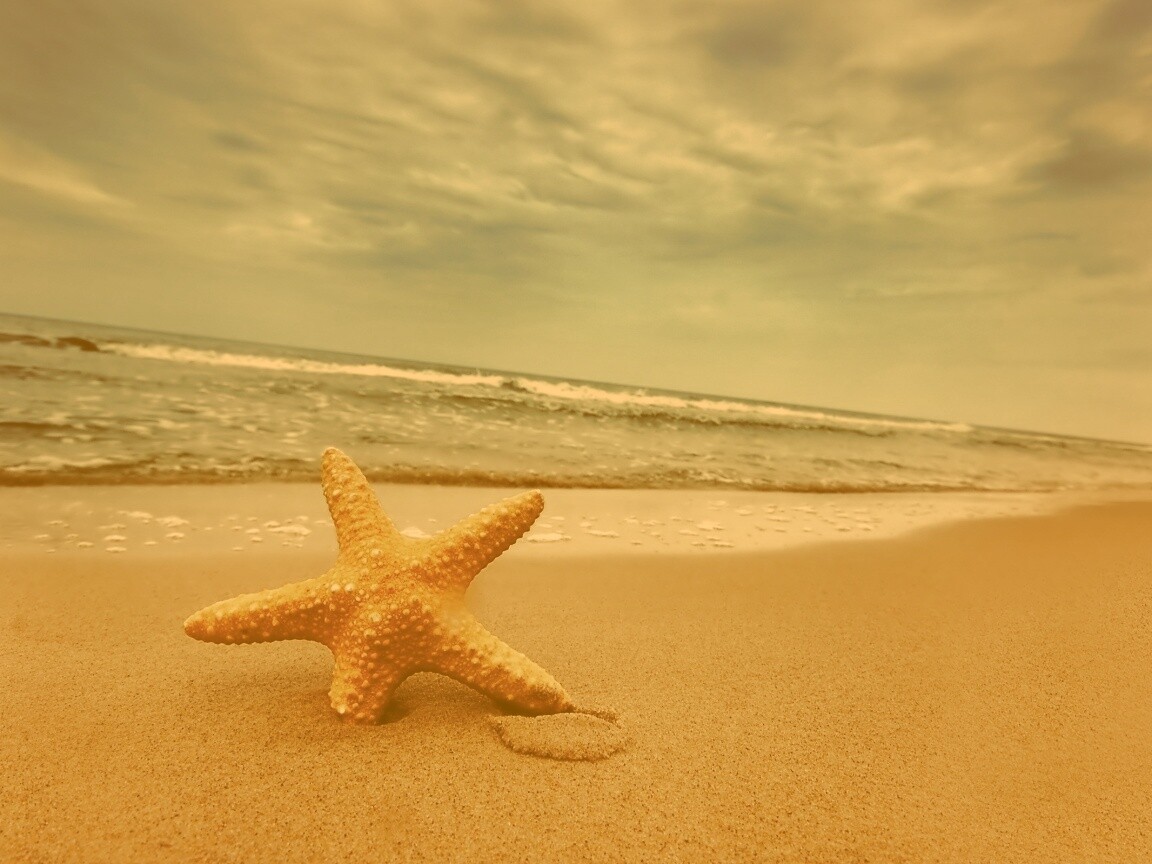 Морская звезда в песке обои