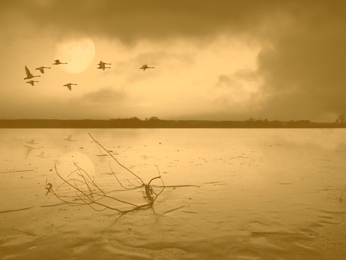 Полет птиц над озером обои