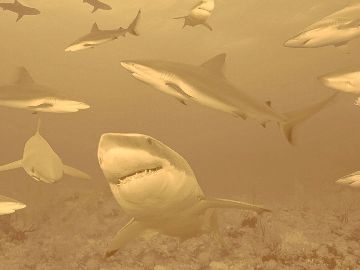 Стая акул обои