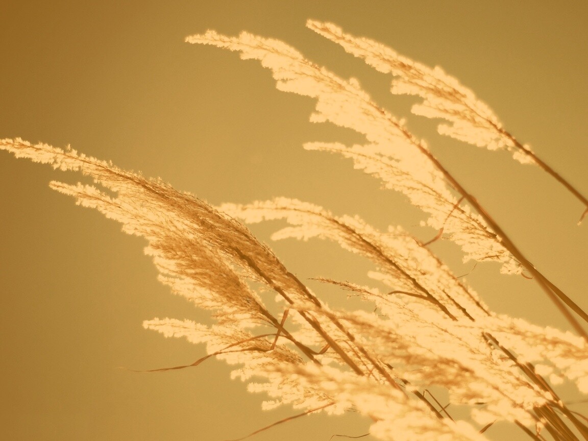 Солнце играет на степном ковыле обои