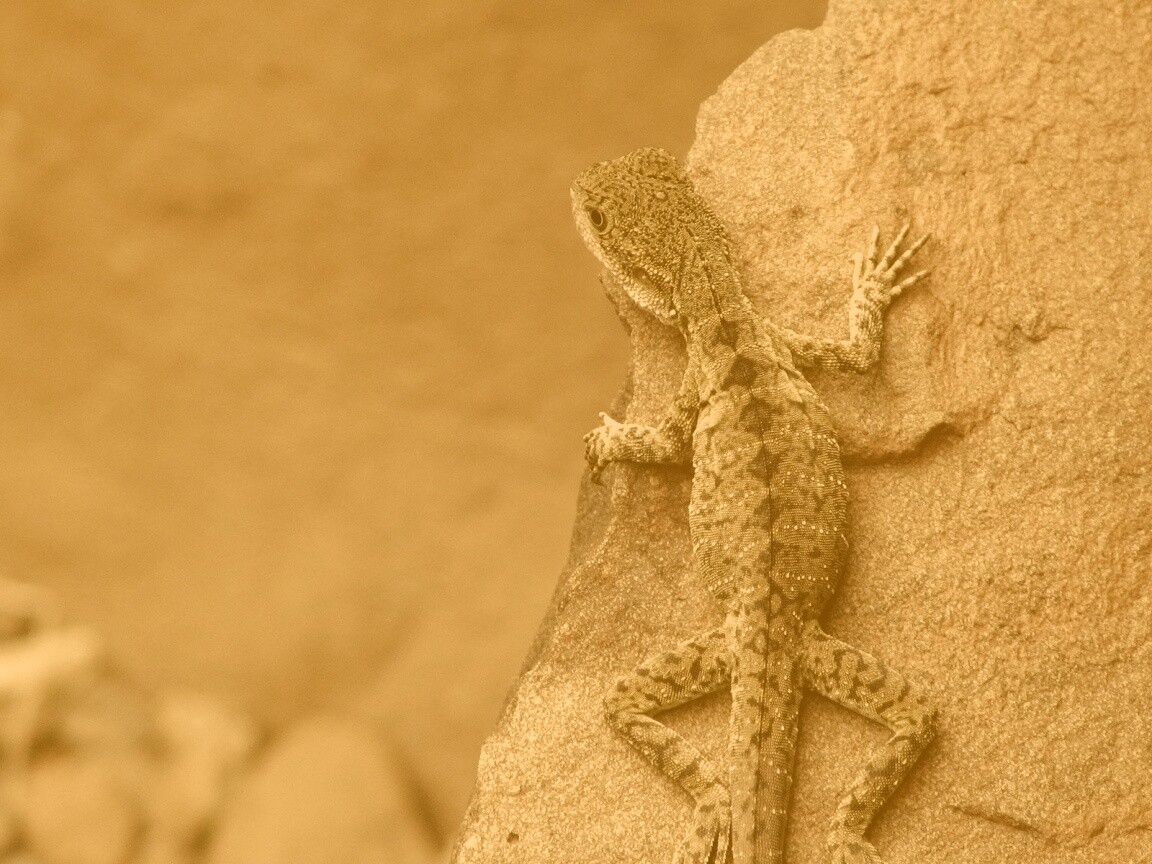 Ящерица на камне обои