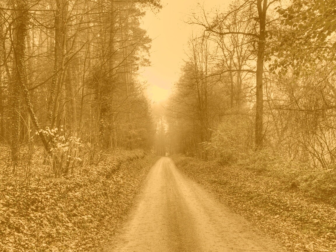 Дорога через лес обои
