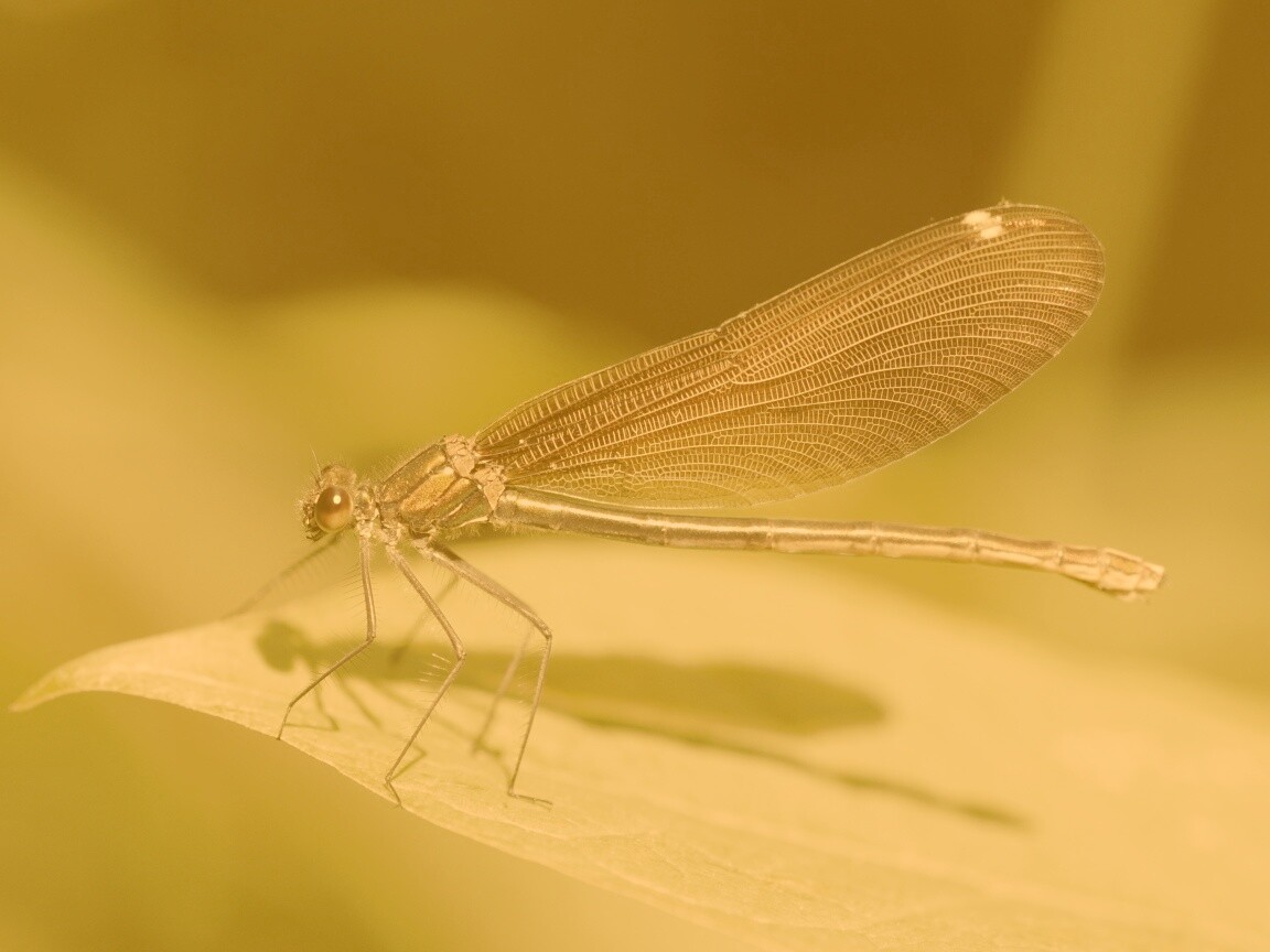 Стрекоза на листе обои
