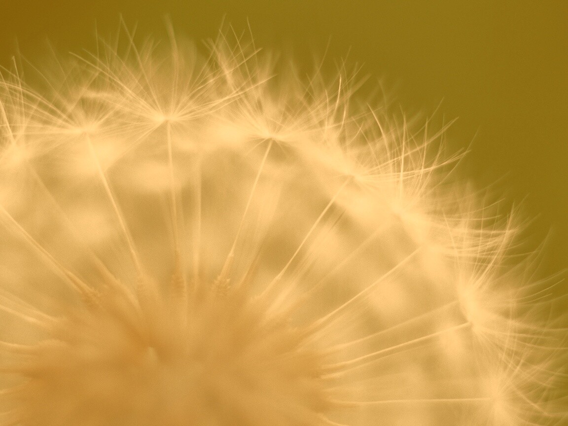 Макро фото одуванчика обои