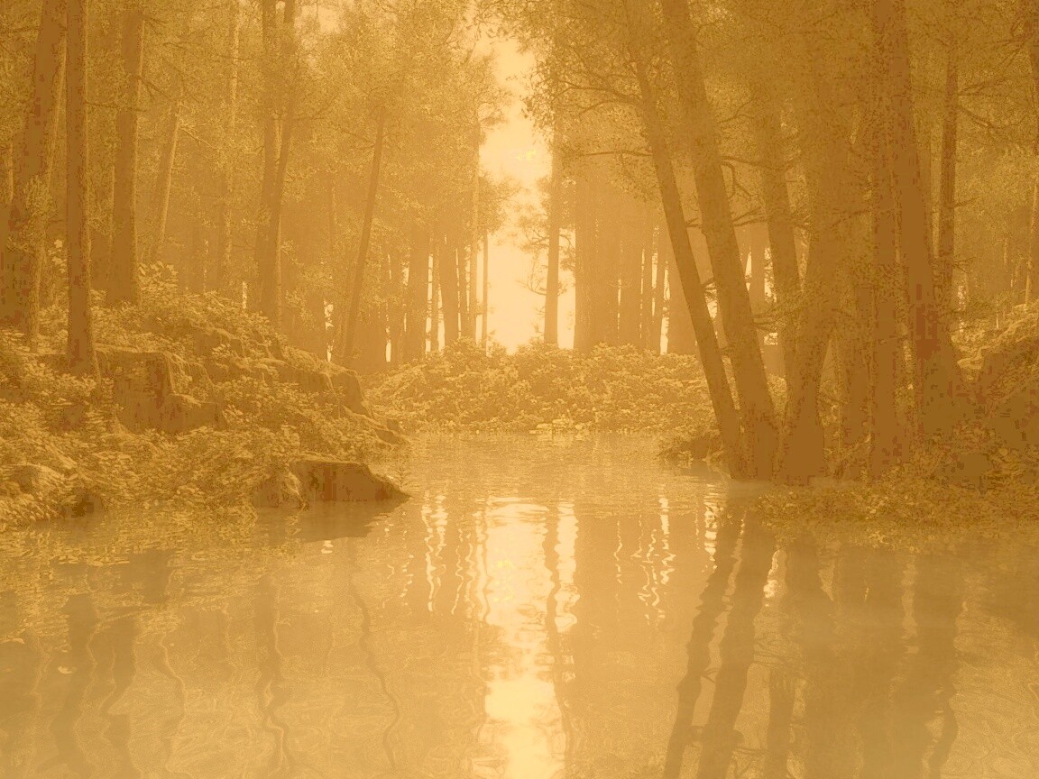 Болото в лесу обои