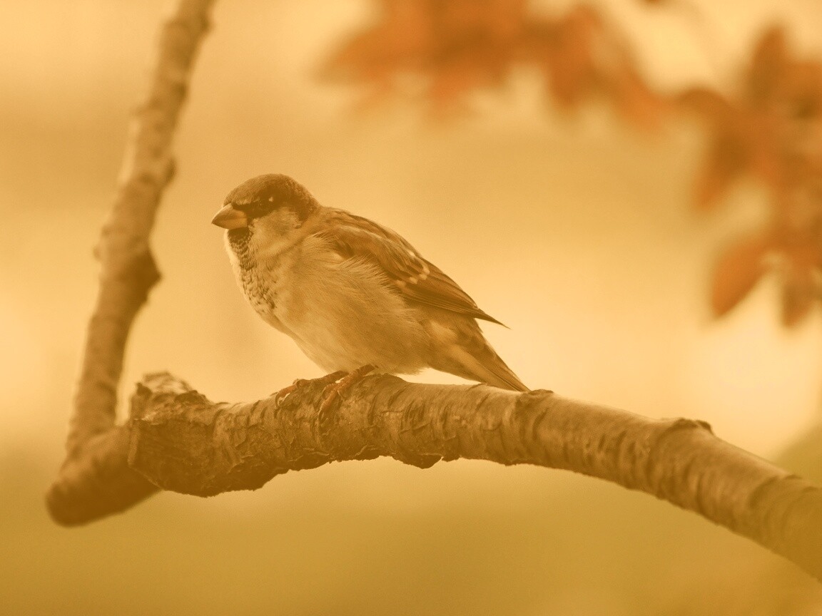 Птичка на ветке обои