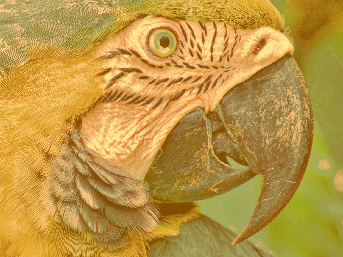 Попугай обои