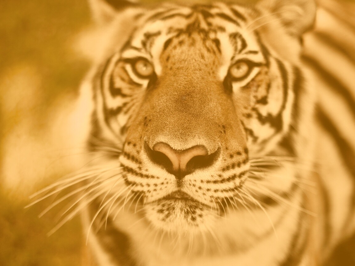 Красавец тигр обои