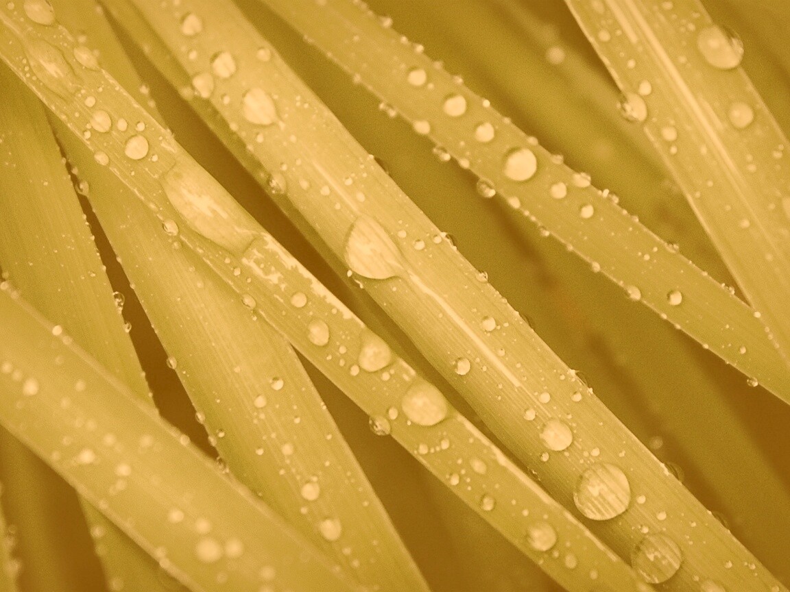 Капли на траве обои