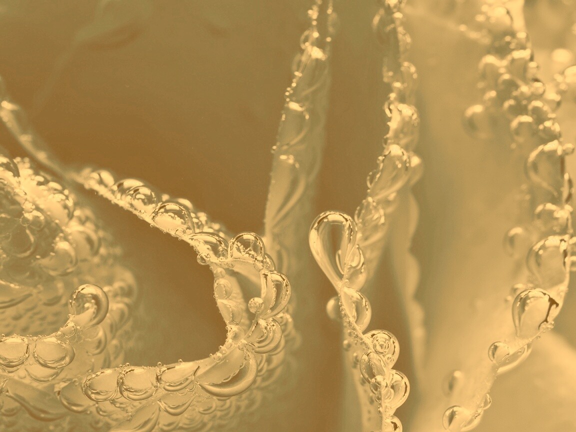 Капельки росы на синих лепестках обои