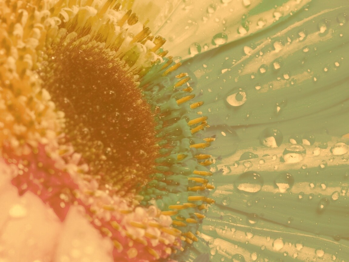 Цветик семицветик обои