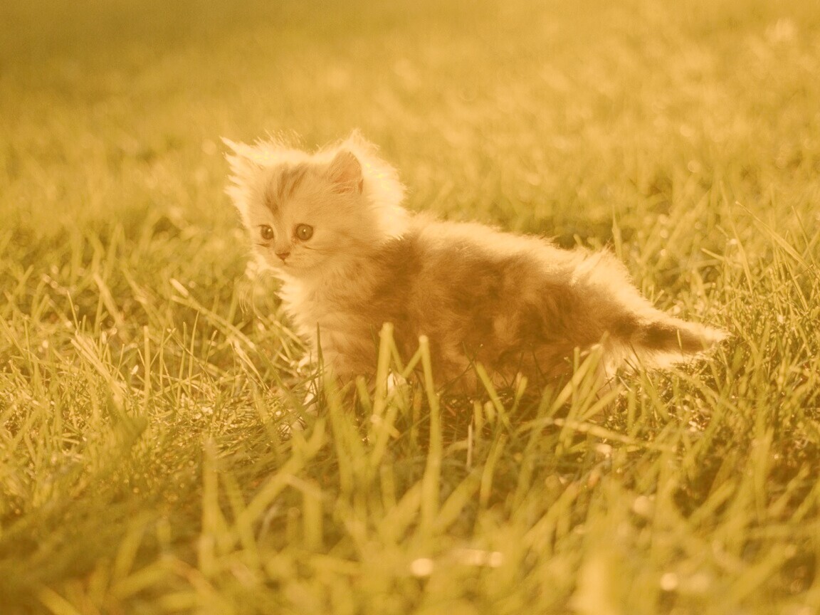 Котёнок в траве обои