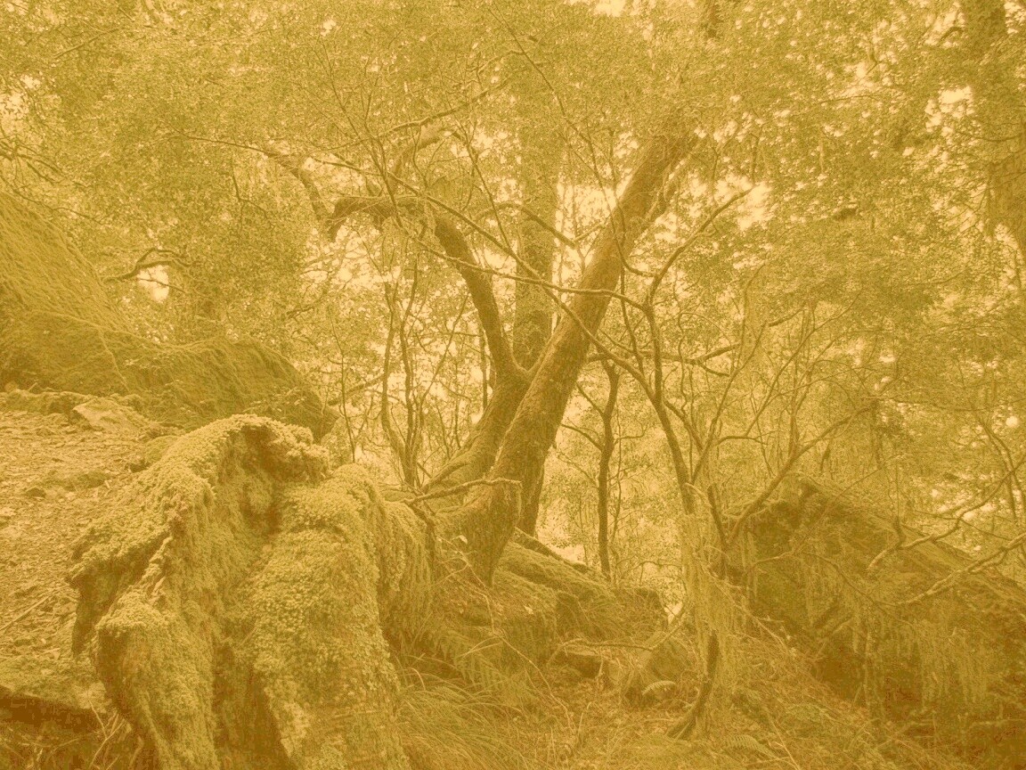 Чаща мшистого леса обои