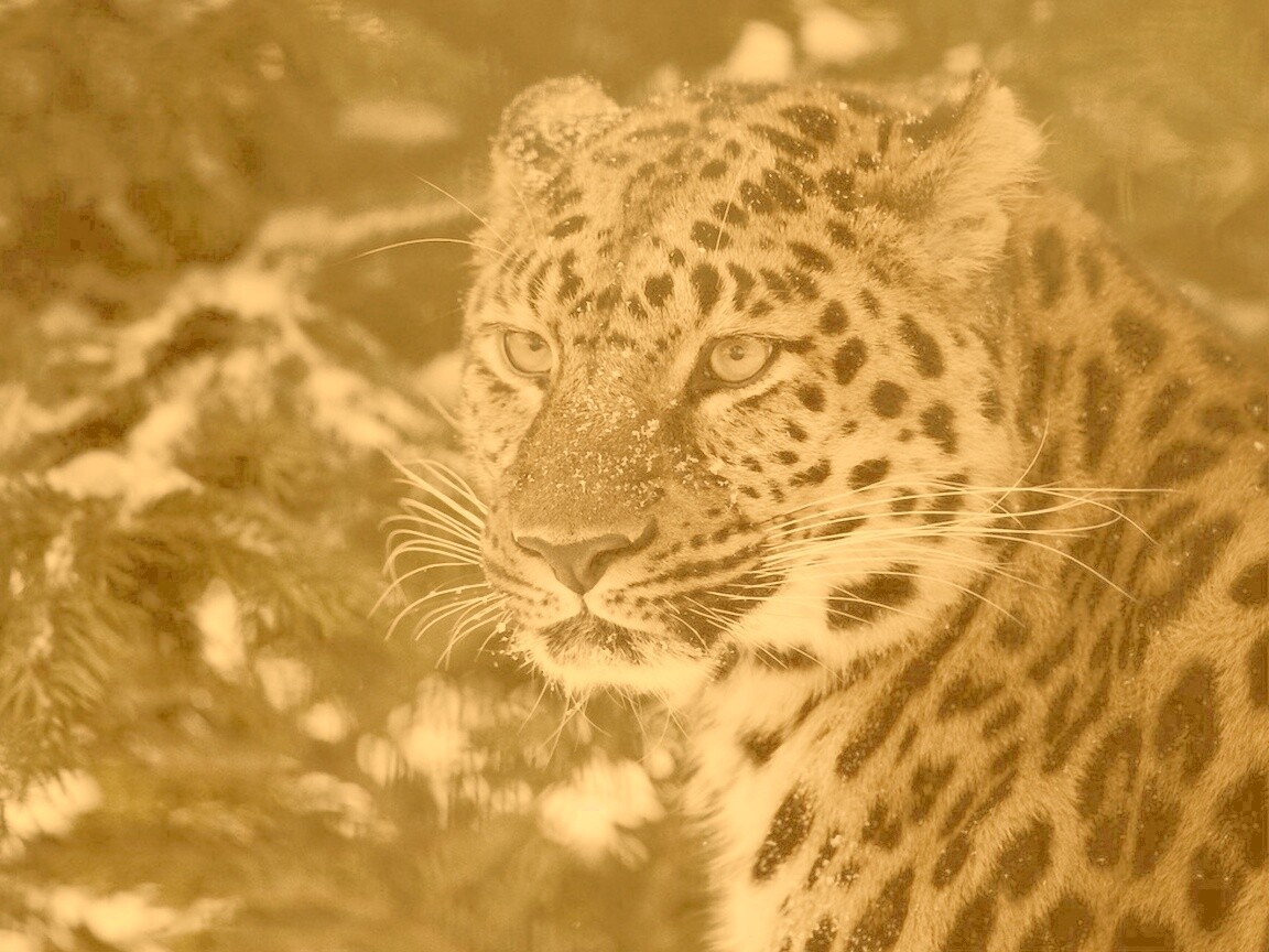 Леопард у заснеженной ели обои