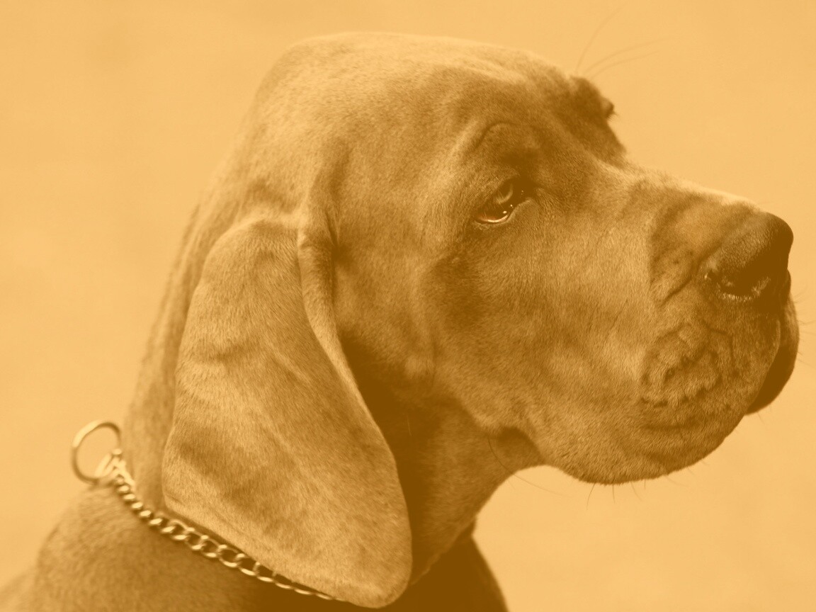 Грустная собака обои