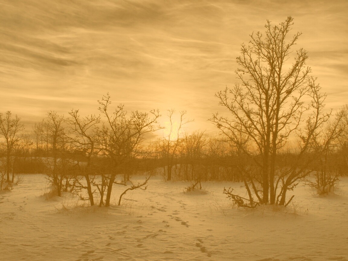Закат в зимнем лесу обои