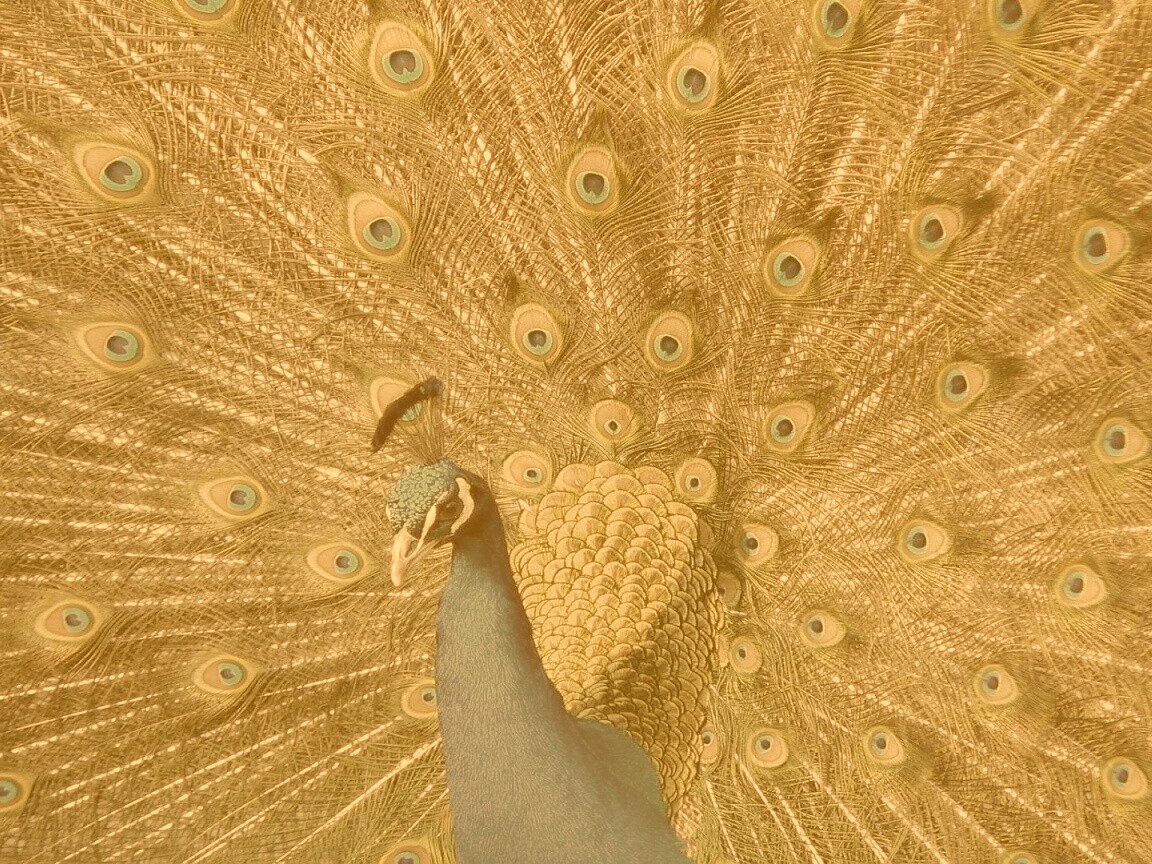 Павлин, говоришь... обои