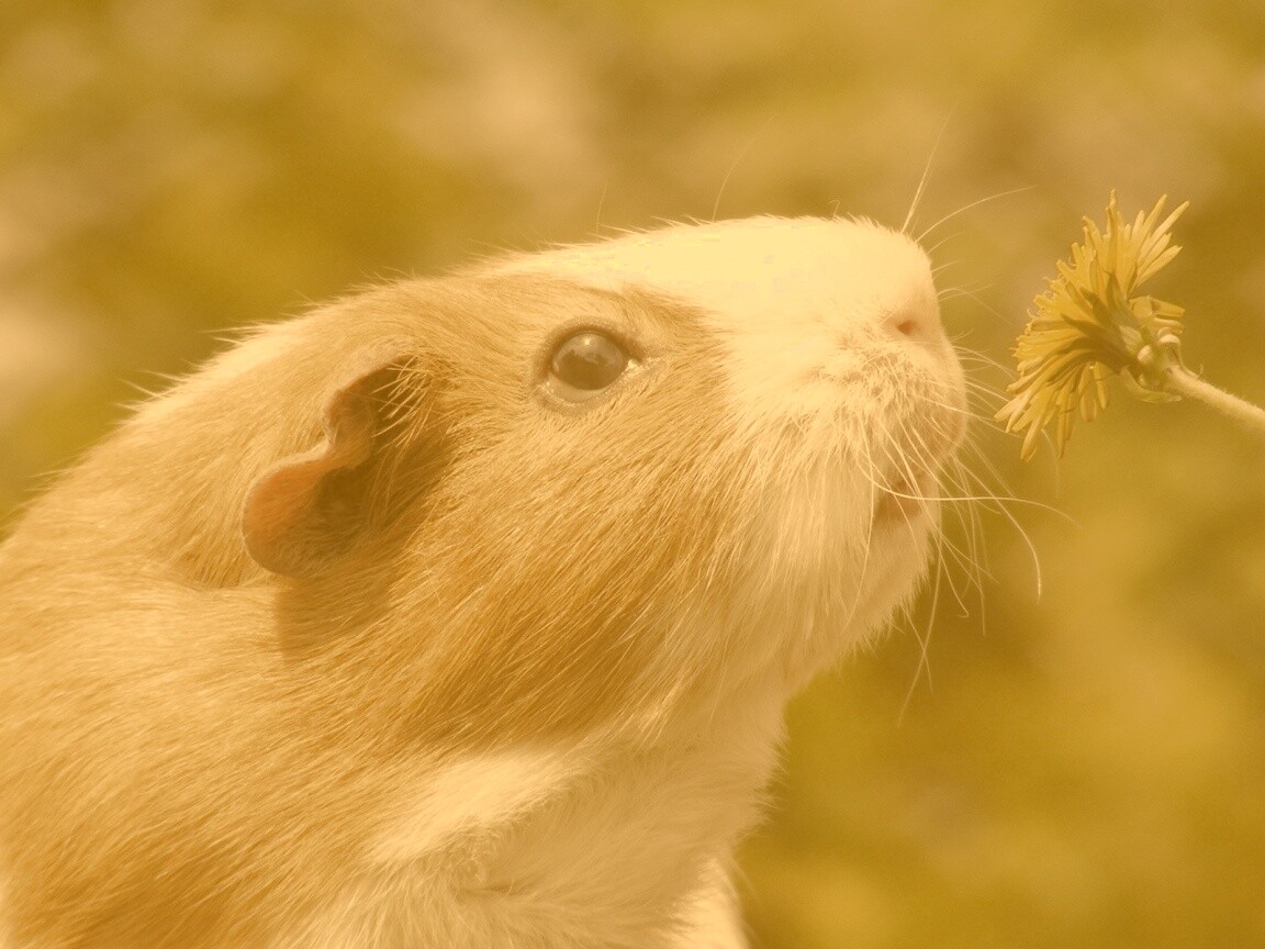 Морская свинка - романтик обои