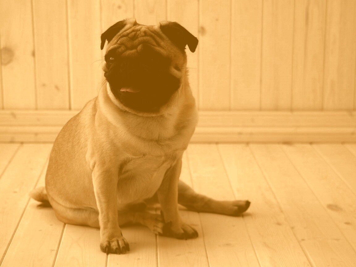 Симпатичный мопс на полу обои