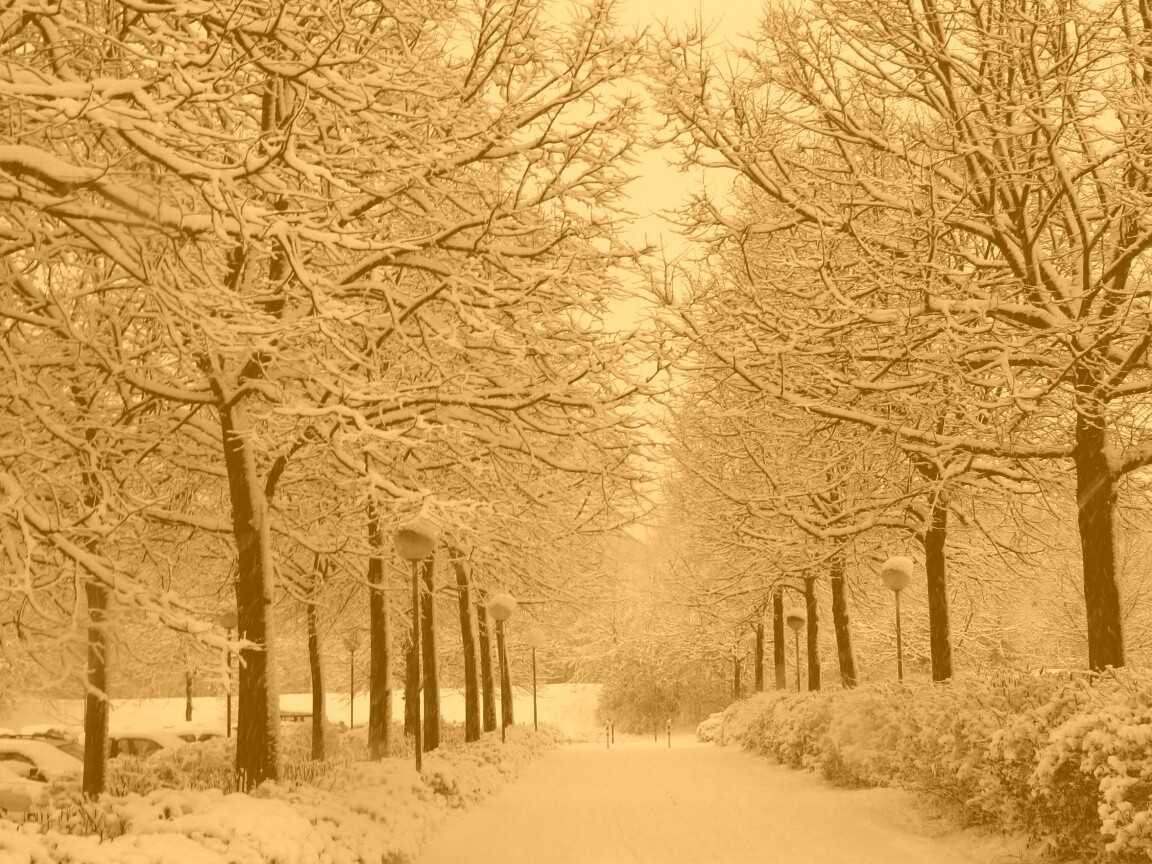 Заснеженная аллея обои