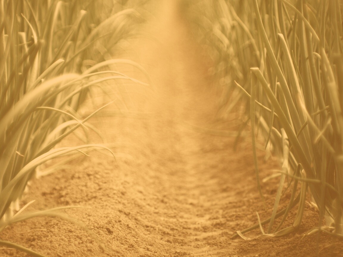 Тропинка в траве обои