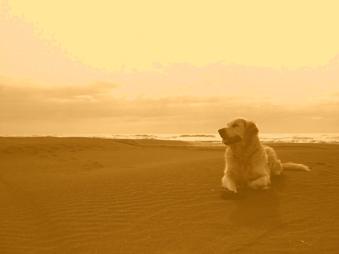 Красивая собака на оранжевом песке обои